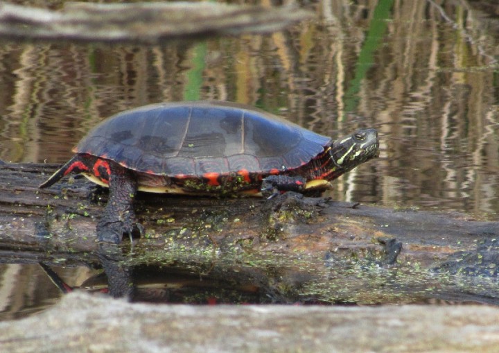 Midland Painted Turtle
